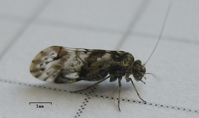 Piojo